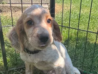 Cocker Spaniel dogs Ready now! Quality working cocker spaniel puppies - Advert 5