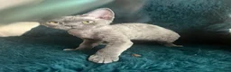 Devon Rex cats for sale: Devon Rex kittens  - Advert 21