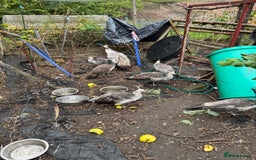 Mixed Breed birds for sale: Peachicks for sale  - Image 1