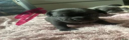 Mixed Breed dogs for sale: Fox terrier mixed with a frug  in Nottingham - Advert 19