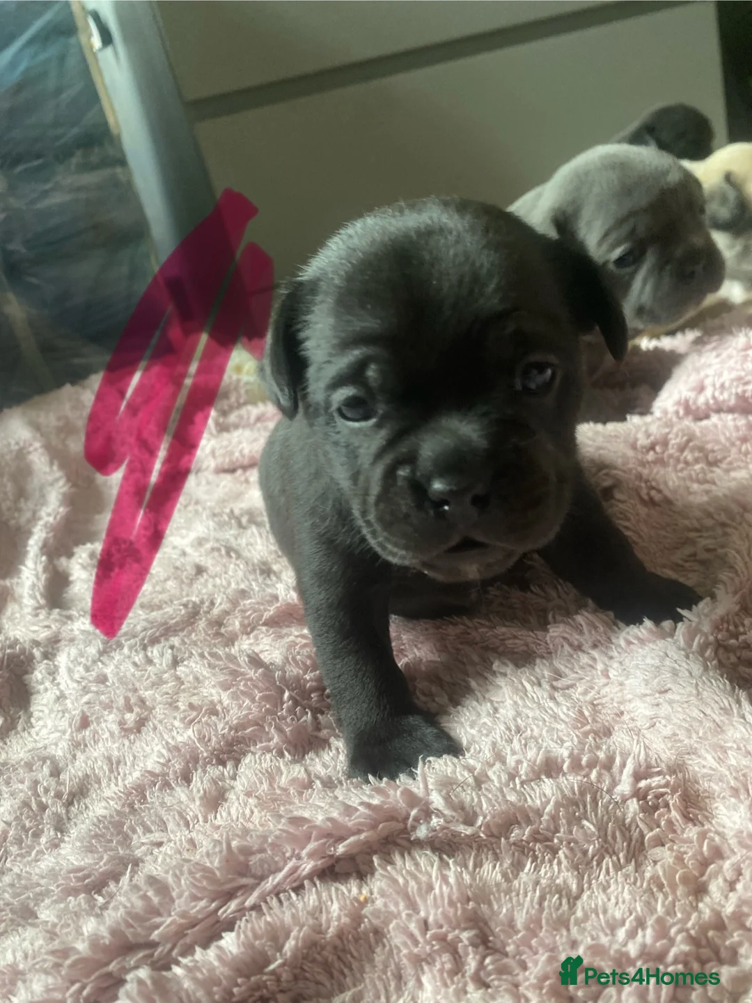 Mixed Breed dogs for sale: Fox terrier mixed with a frug  in Nottingham - Advert 19
