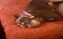 French Bulldog dogs for stud: 🩵Gorgeous Pedigree Stud Archie🩵 - Image 4