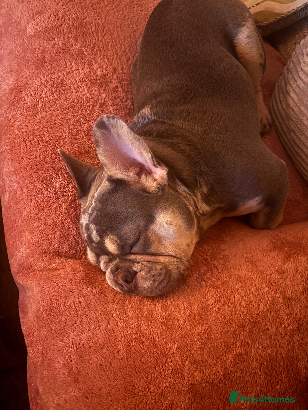 French Bulldog dogs for stud: 🩵Gorgeous Pedigree Stud Archie🩵 - Image 4