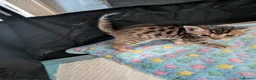 Mixed Breed cats for sale: Beautiful half Bengal kittens - Advert 9