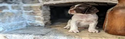 English Springer Spaniel dogs for sale: KC Registered English Springer Spaniel Puppies - Advert 6
