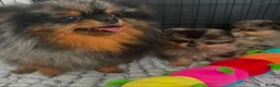 Pomeranian dogs for sale: AMAZING QUALITY POMERANIANS - Advert 14