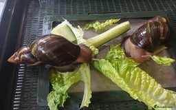 Snails invertebrates for sale: Giant African Land Snails 🐌 🐌  - Image 3