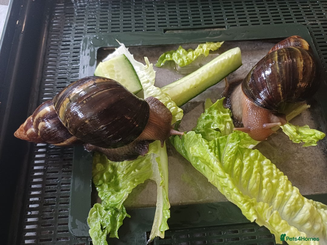 Snails invertebrates for sale: Giant African Land Snails 🐌 🐌  - Image 3