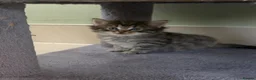 Mixed Breed cats for sale: Beautiful kittens for sale  - Advert 11