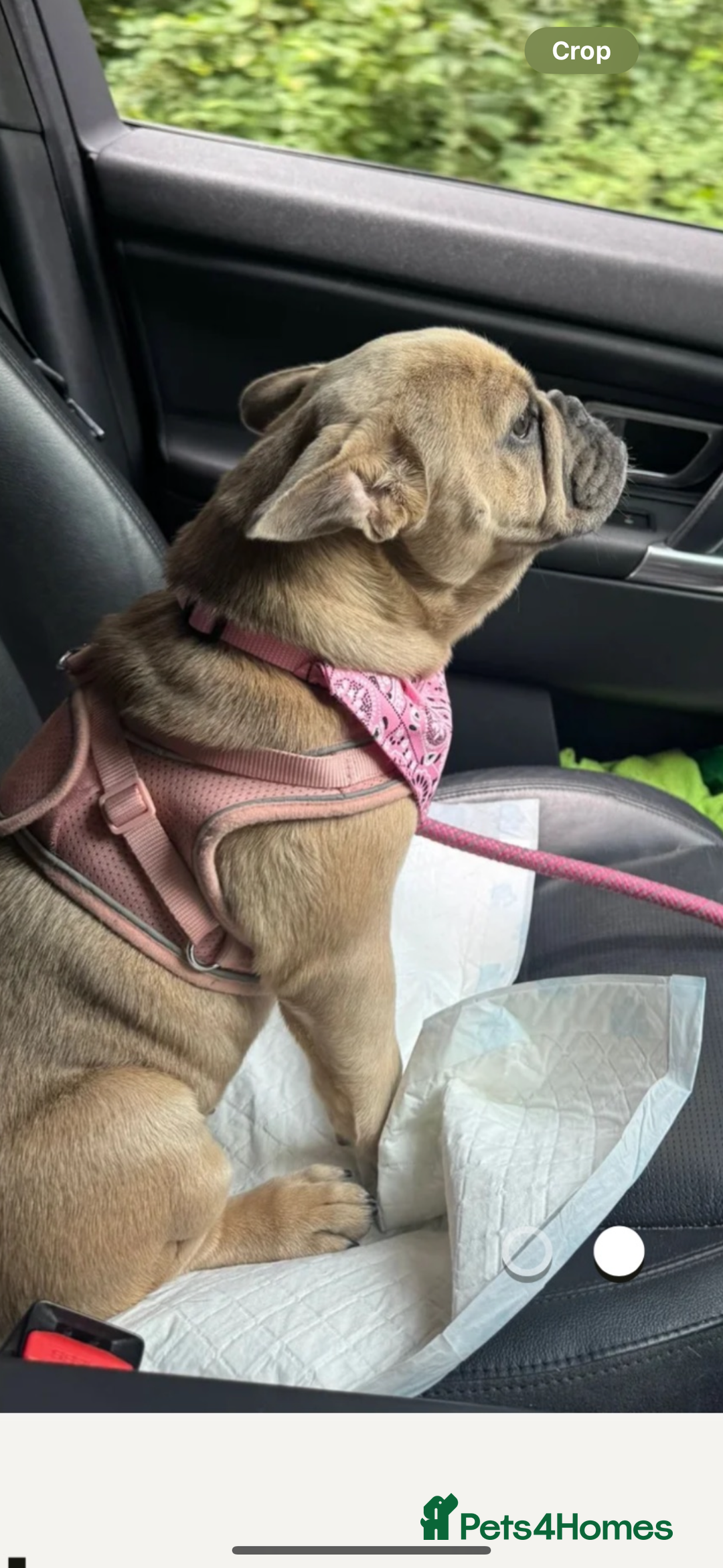 French Bulldog dogs for sale: Female frenchie for rehoming  - Image 2