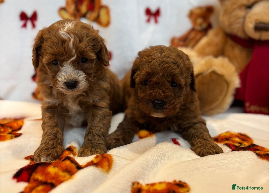 Cockapoo dogs for sale: Health Clear Cockapoos - Advert 2