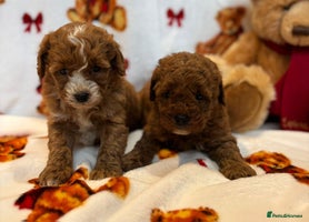 Cockapoo dogs Health Clear Cockapoos - Advert 2