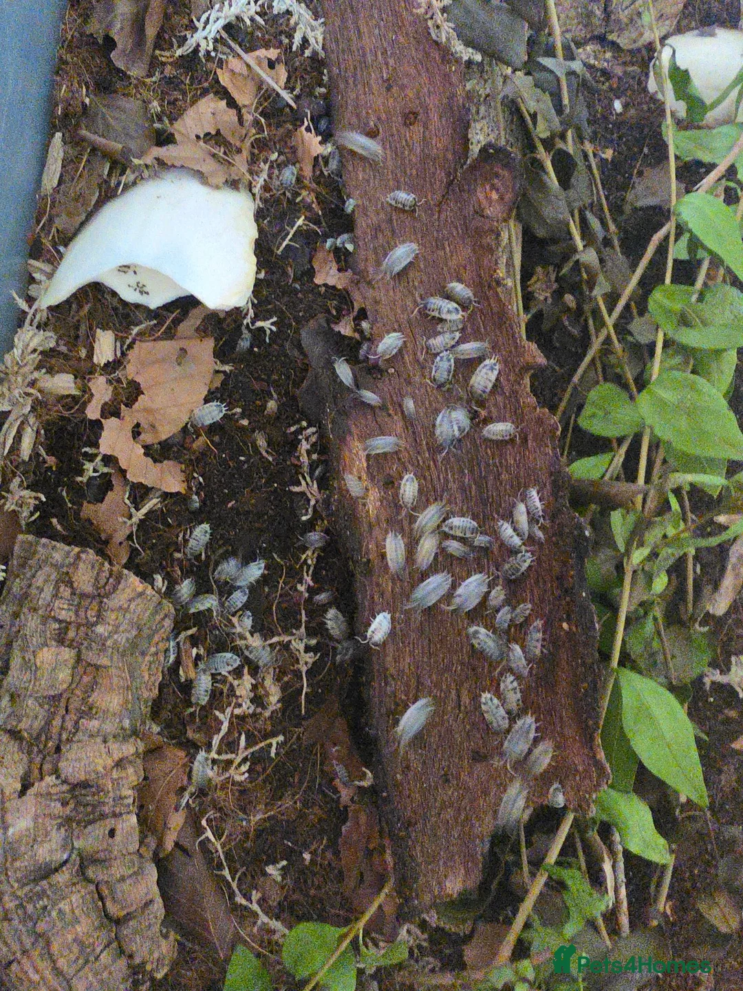 Isopods invertebrates for sale: Dairy cow isopods  - Advert 1