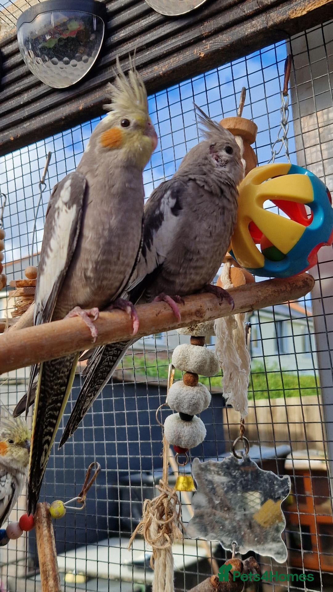 Cockatiels birds 5 cockatiels 8.5 weeks old  - Advert 2