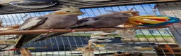 Cockatiels birds for sale: 5 cockatiels 8.5 weeks old  - Advert 1