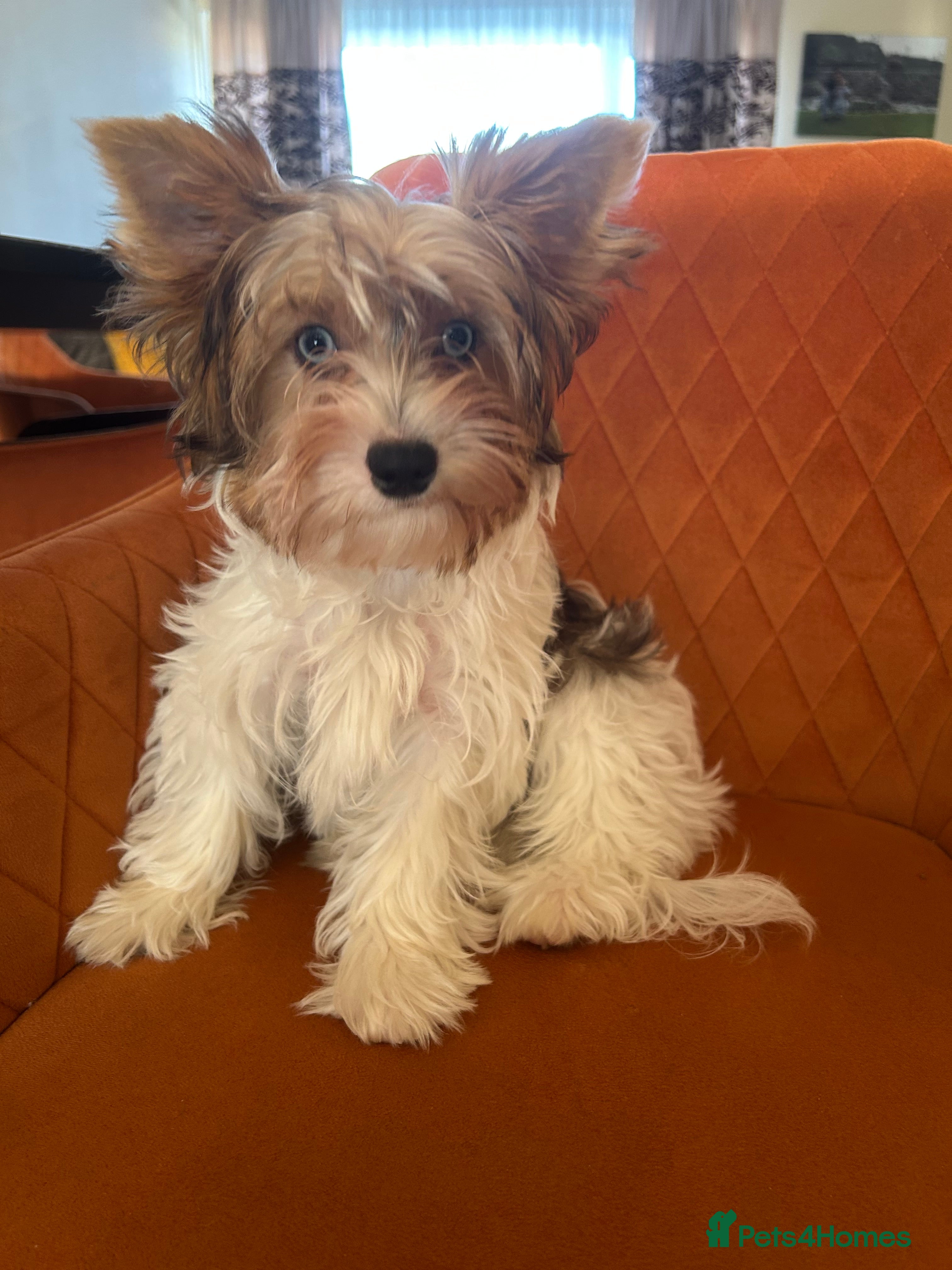 Yorkshire Terrier dogs Colourful Biewer Yorkshire terriers  - Advert 1