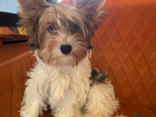 Yorkshire Terrier dogs Colourful Biewer Yorkshire terriers - Advert 1