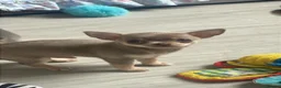 Chihuahua dogs for sale: Purebred smooth coat Chihuahua puppies  - Advert 4