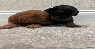 Cockapoo dogs - Advert 4