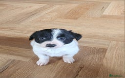 Border Collie dogs for sale: Beautiful border collies  - Image 7