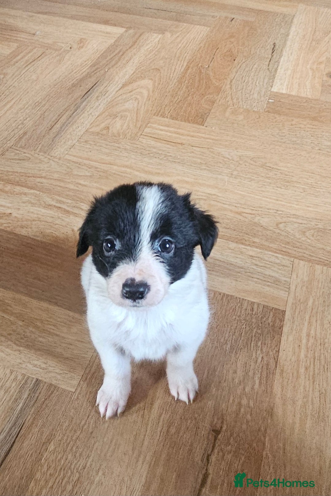 Border Collie dogs for sale: Beautiful border collies  - Image 7
