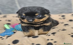 Rottweiler dogs for sale: Stunning Rottweiler puppy’s  - Image 5