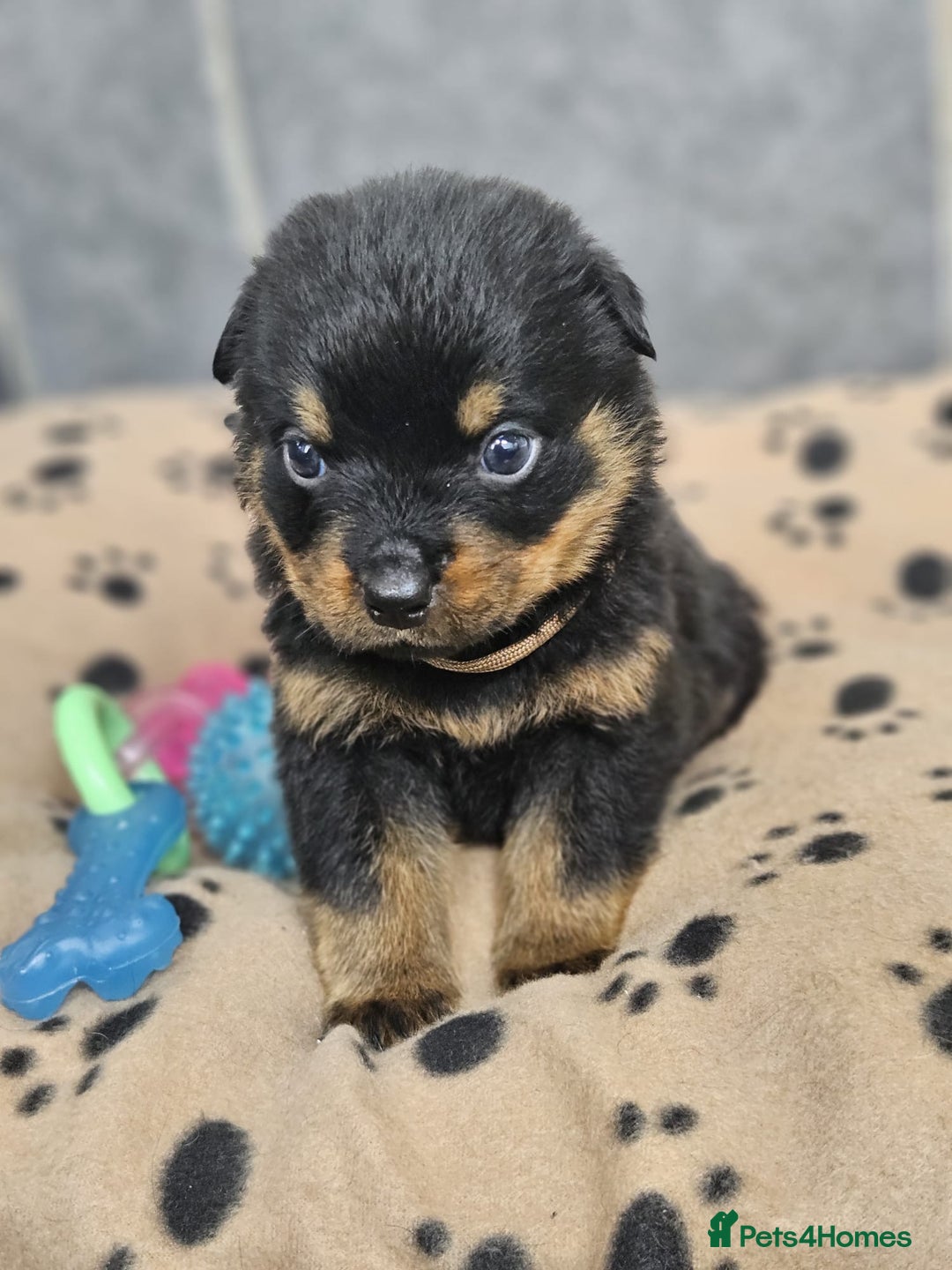 Rottweiler dogs for sale: Stunning Rottweiler puppy’s  - Image 5