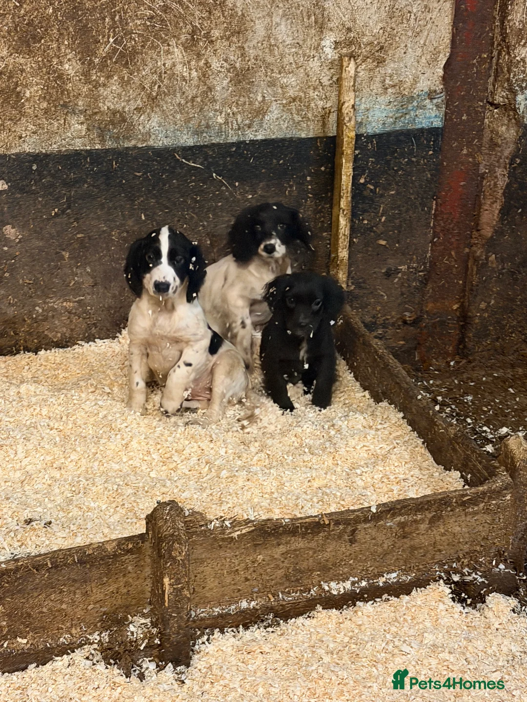 Sprocker dogs for sale: Spraker puppies for sale - Advert 1