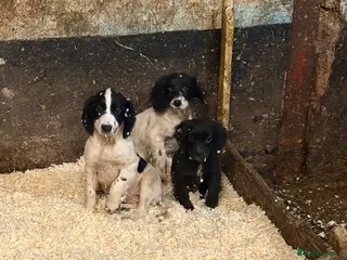 Sprocker dogs Spraker puppies for sale - Advert 3