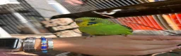 Budgerigars birds for sale: Budgies  in Worksop - Advert 4