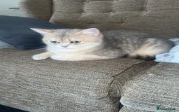 British Shorthair cats for sale: Female British shorthair  - Image 5