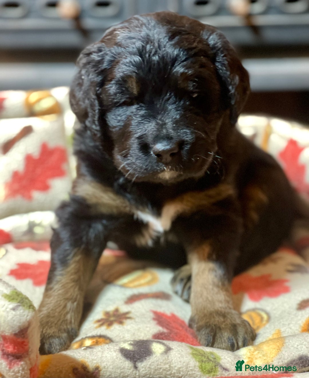 Bernedoodle dogs for sale: Beautiful Bernedoodle babies  - Advert 7