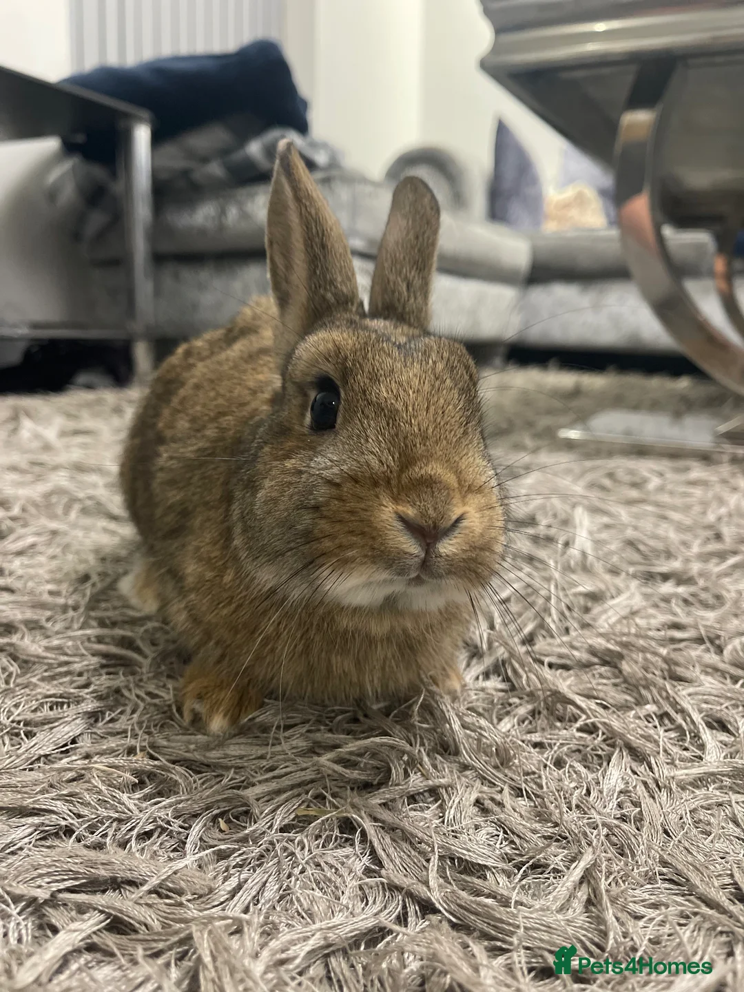 Netherland Dwarf rabbits for sale: Netherland Dwarf Rabbit in Luton - Advert 2