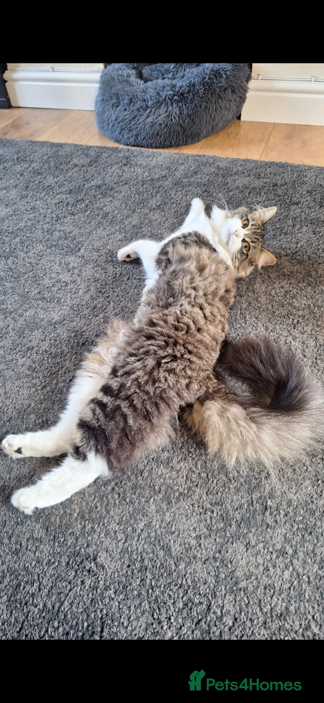 Mixed Breed cats for sale: Female taddy cat in Sutton Coldfield - Advert 2