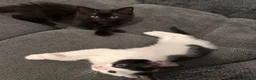Mixed Breed cats for sale: 4 Adorable Playful Kittens Ready to Go 🐱❤️ in Thornton Heath - Advert 15