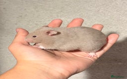 Hamster rodents for sale: BABY TAME PEDIGREE SYRIAN HAMSTER PUPS - Image 10