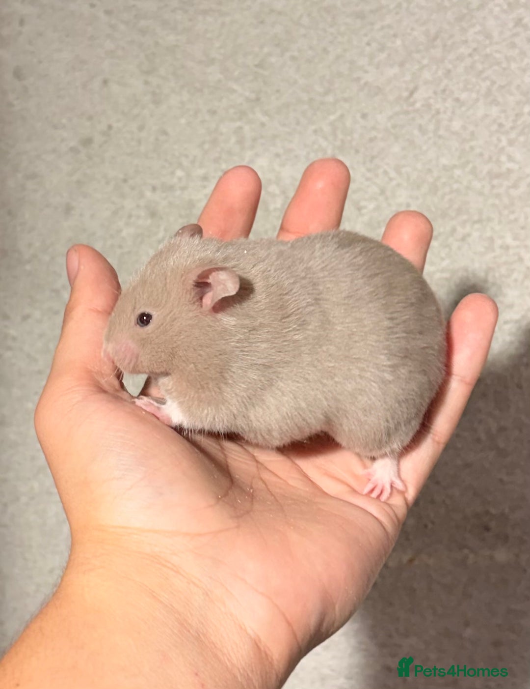 Hamster rodents for sale: BABY TAME PEDIGREE SYRIAN HAMSTER PUPS - Image 10