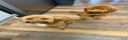Cockapoo dogs for stud: Proven Cockapoo Stud – 23 Puppies Sired in Solihull - Advert 2