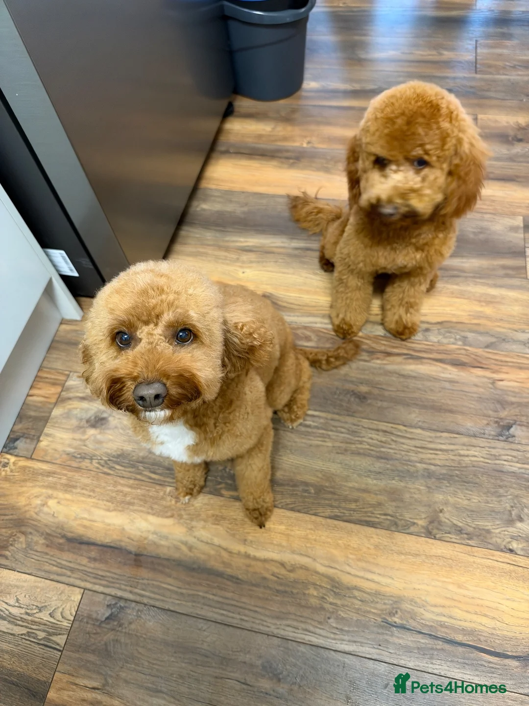 Cockapoo dogs for stud: Proven Cockapoo Stud – 23 Puppies Sired in Solihull - Advert 2