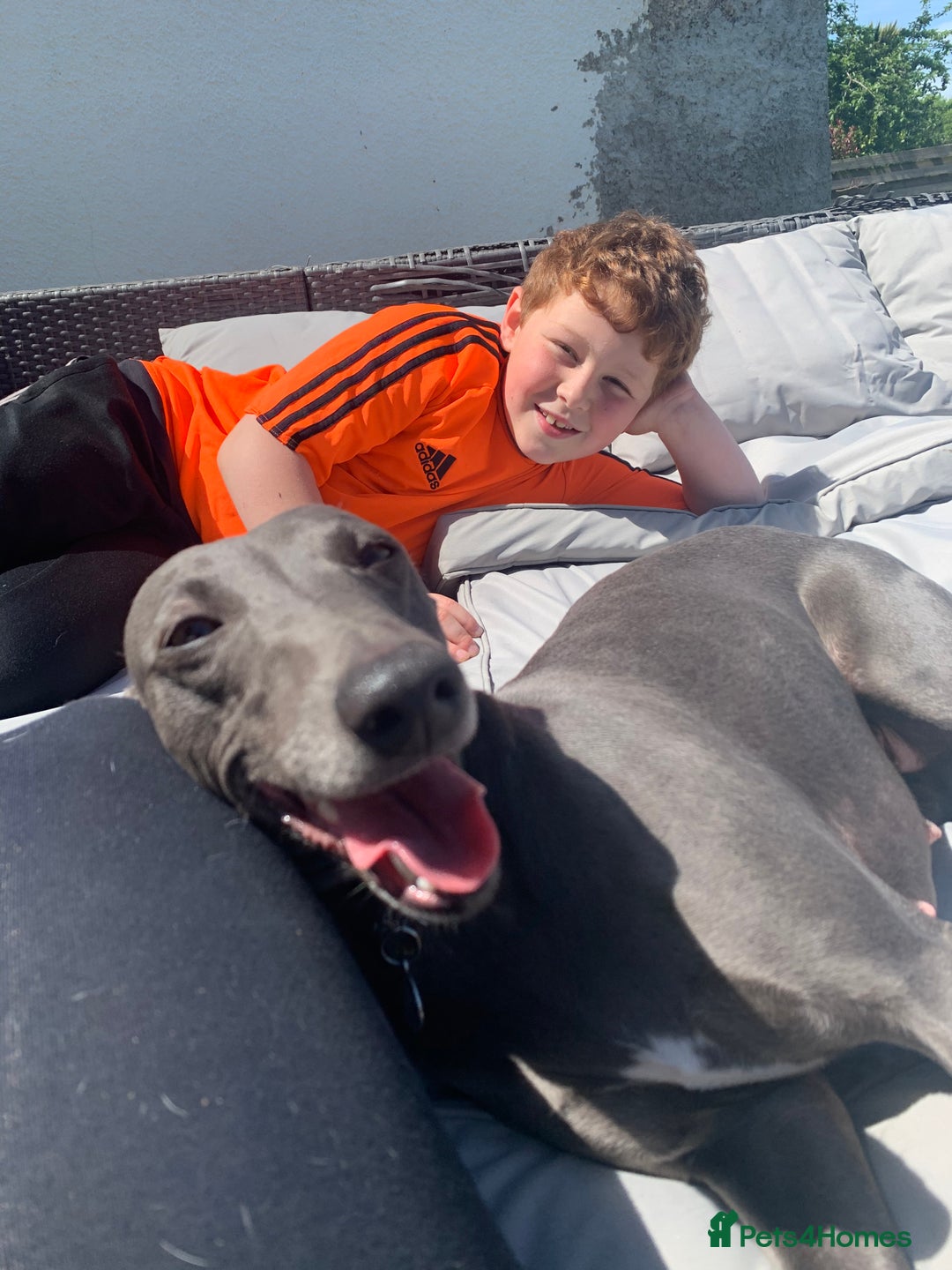 Mixed Breed dogs for sale: 🐾 Beautiful Whippet x Collie Puppies! 🐾 - Image 39