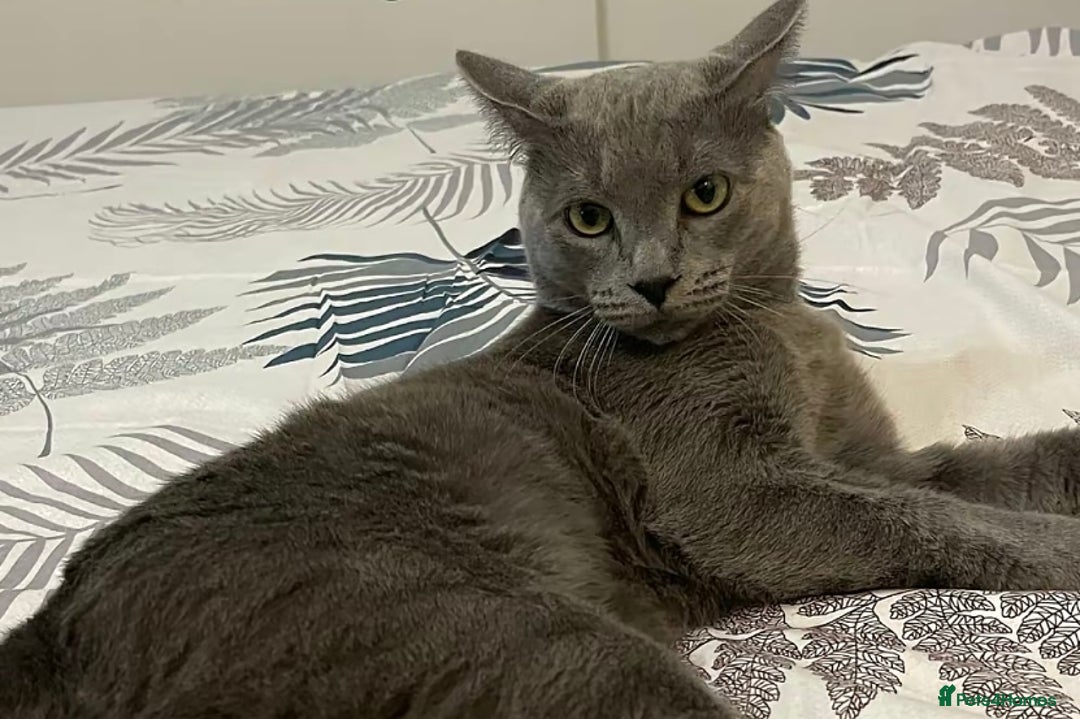 Russian Blue cats for sale: Russian blue x British shorthair  - Image 7