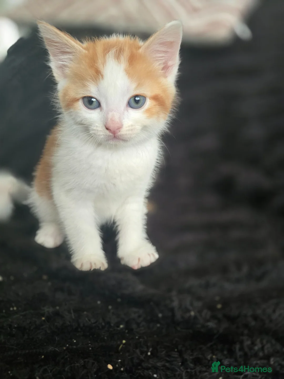 Mixed Breed cats for sale: Kittens for sale - Advert 2
