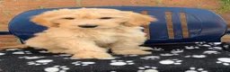 Labradoodle dogs for sale: Stunning Apricot & Cream Labradoodle Puppies 🐶 - Advert 7