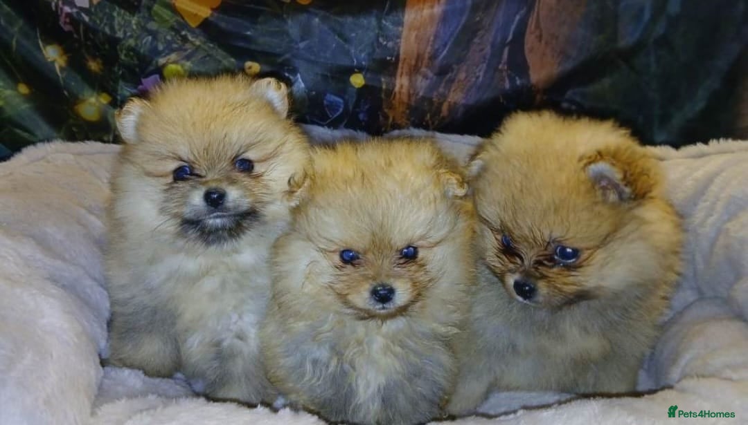 Pomeranian dogs TINY MINIATURE HEALTH TESTED POM PUPPIES  in Manchester - Advert 1