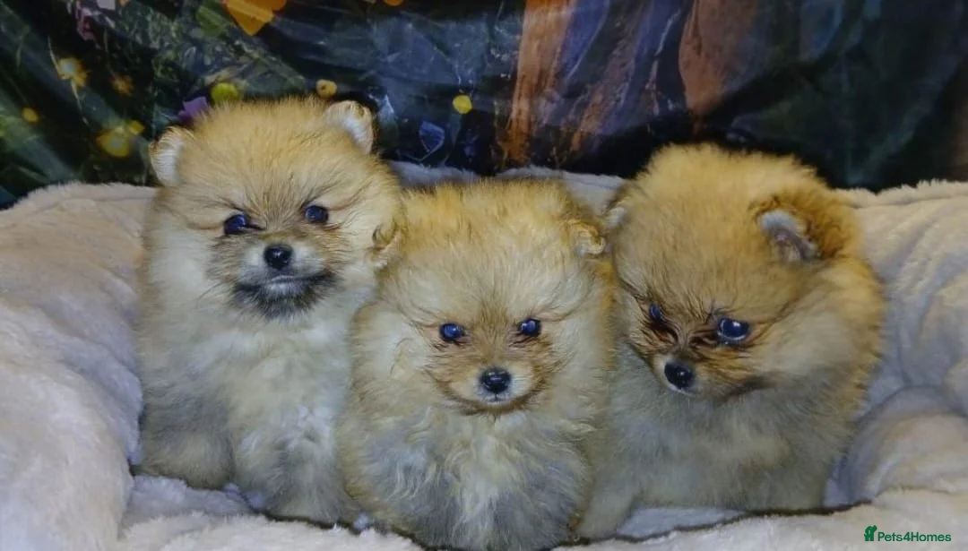 Pomeranian dogs for sale: TINY MINIATURE HEALTH TESTED POM PUPPIES  in Manchester - Advert 1