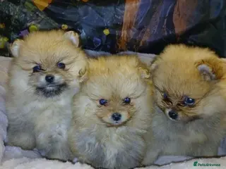 Pomeranian dogs TINY MINIATURE HEALTH TESTED POM PUPPIES in Manchester - Advert 1