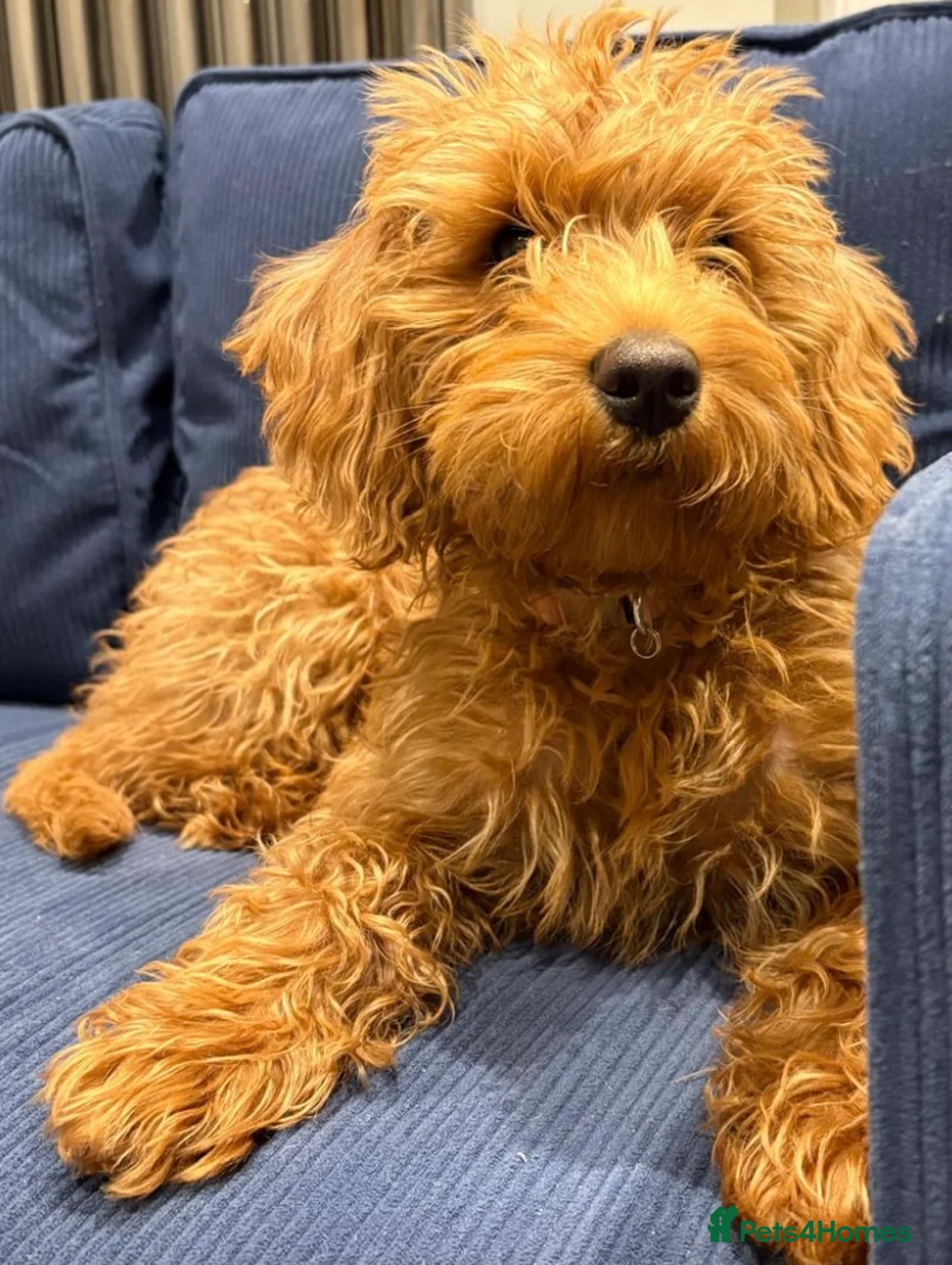 Labradoodle dogs for sale: Gorgeous miniature labradoodles - Advert 13