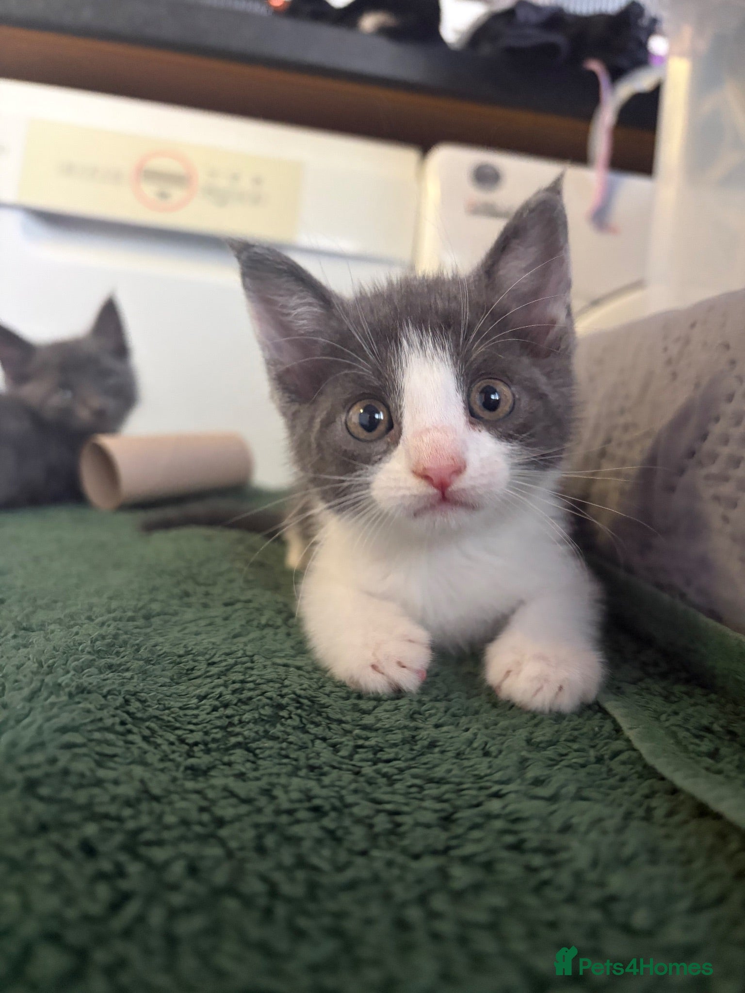 Scottish Fold cats 🐾 Beautiful Scottish Mix Kittens 🐾 - Advert 16