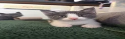 Scottish Fold cats for sale: 🐾 Beautiful Scottish Mix Kittens 🐾 - Advert 8
