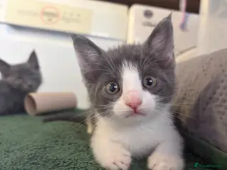 Scottish Fold cats 🐾 Beautiful Scottish Fold Mix Kittens 🐾 - Advert 15